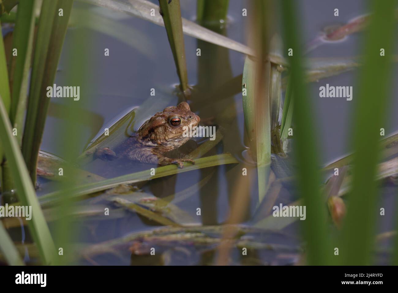 Toad in the breeding season in a pond. Stock Photo