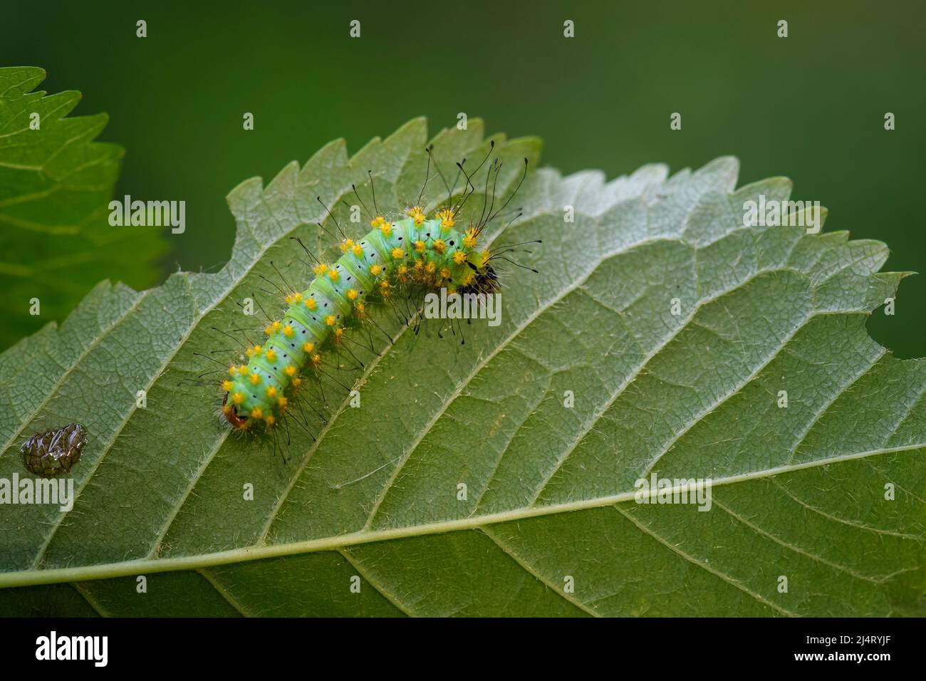 Great Peacock Moth caterpillar - Saturnia pyri, caterpillar of beautiful large moth from Europe, Czech Republic. Stock Photo