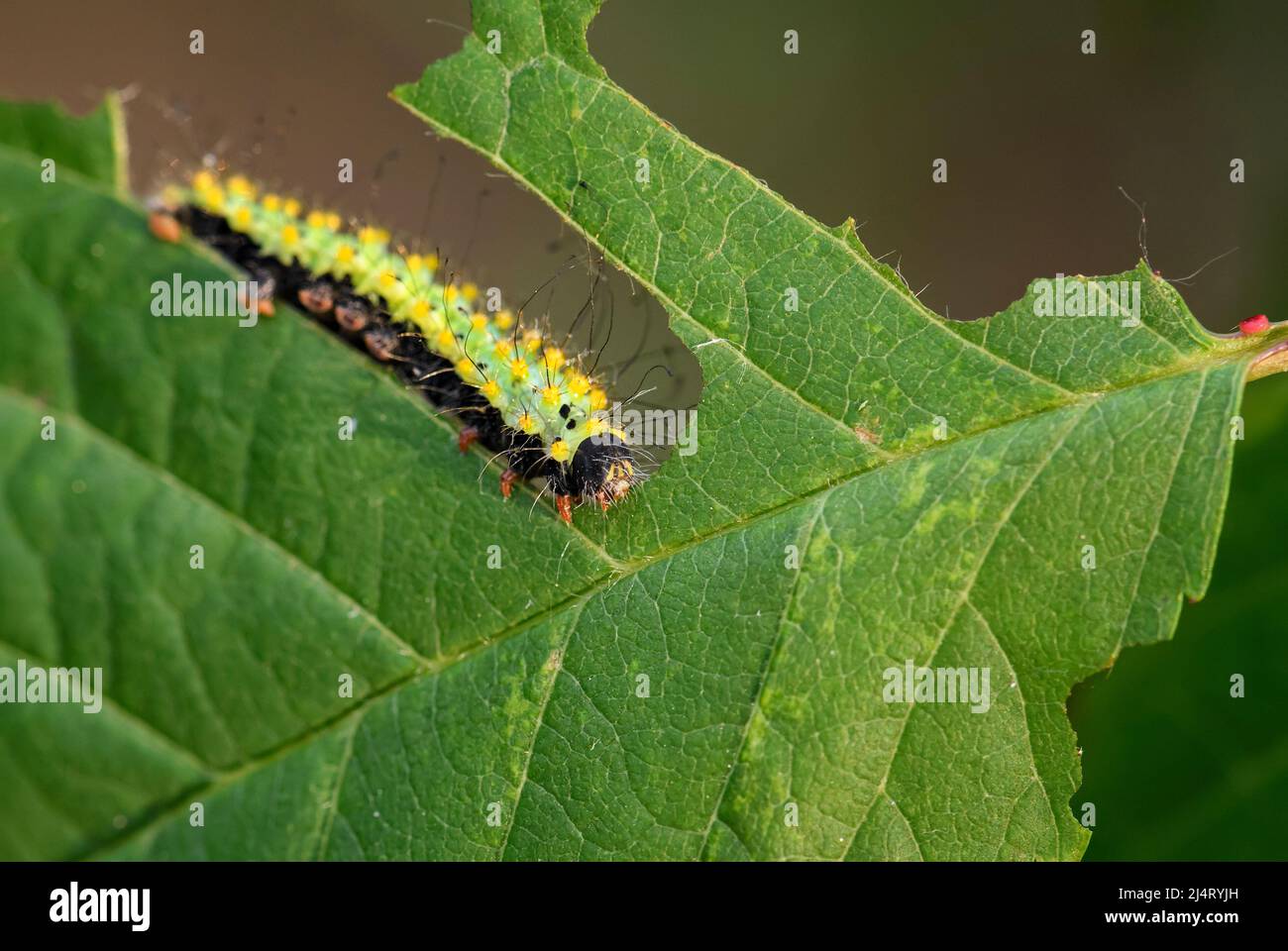 Great Peacock Moth caterpillar - Saturnia pyri, caterpillar of beautiful large moth from Europe, Czech Republic. Stock Photo