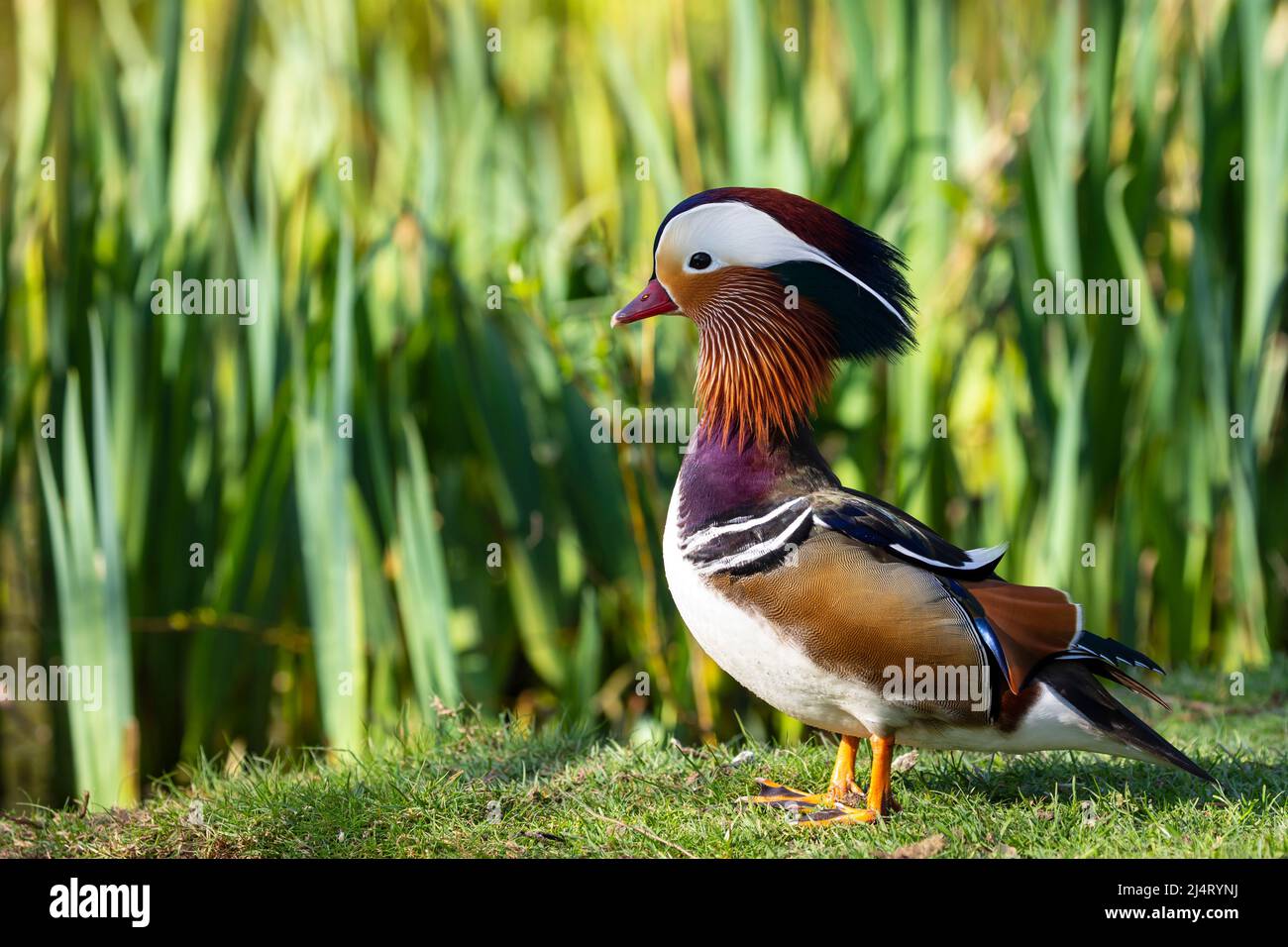 Aix galericulata, mandarin duck sitting by the lake Stock Photo
