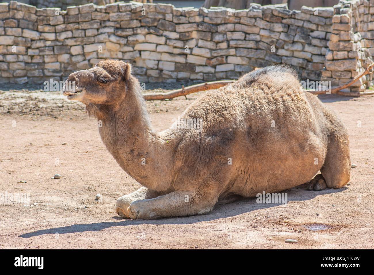 Dromedary, dromedary camel, Arabian camel or one-humped camel, large even-toed ungulate, of the genus Camelus, with one hump on its back Stock Photo