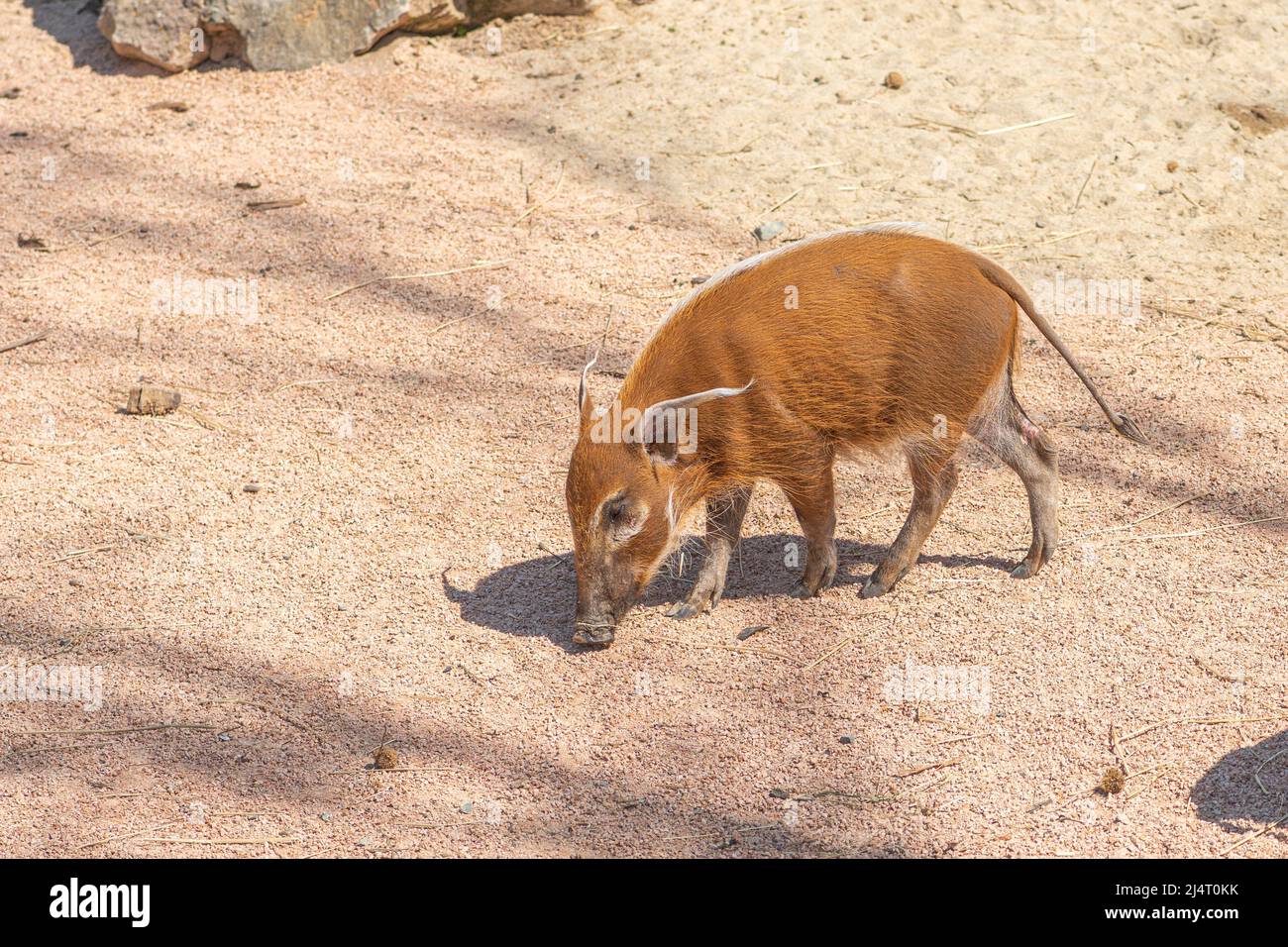 Bushpig, potamochoerus larvatus, member of the pig family that inhabits forests, woodland, riverine vegetation and cultivated areas in East and South Stock Photo