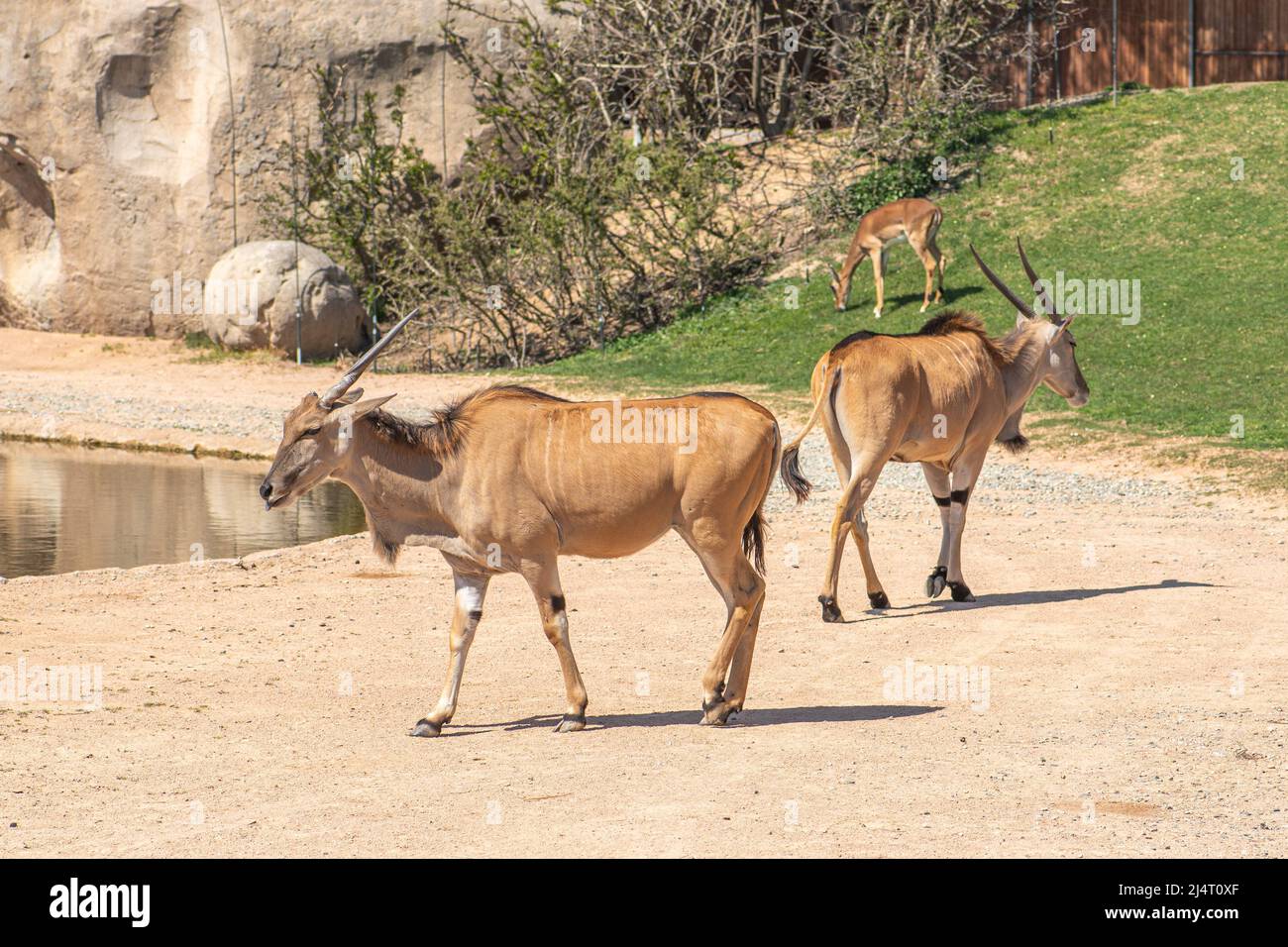 Common eland bulls walking, Taurotragus oryx, also known as the southern eland or eland antelope, is a savannah and plains antelopes Stock Photo