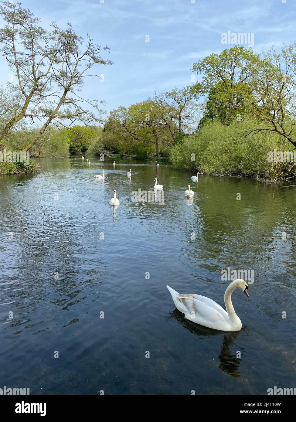 Swans enjoying the sunshine swimming in Little Britain Lake after a cold Winter . Stock Photo