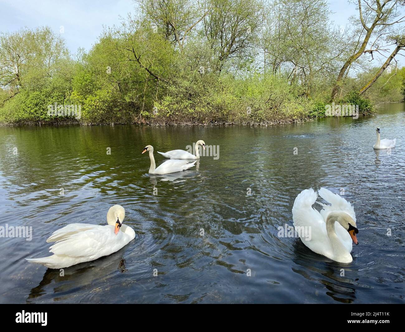 Swans enjoying the sunshine swimming in Little Britain Lake after a cold Winter . Stock Photo