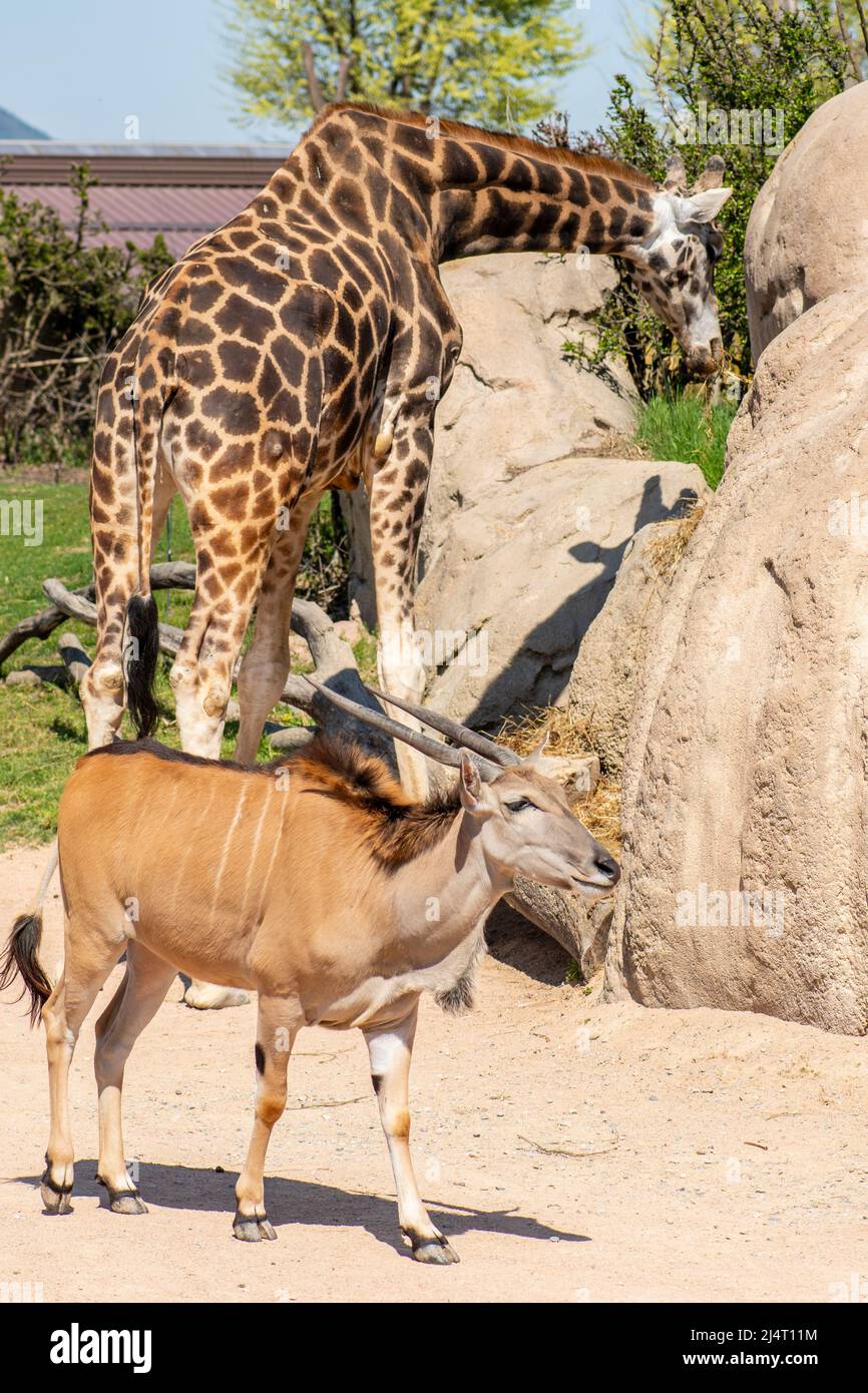Giraffe and common eland antelope bull in a zoo, Savannah African habitat, vertical Stock Photo