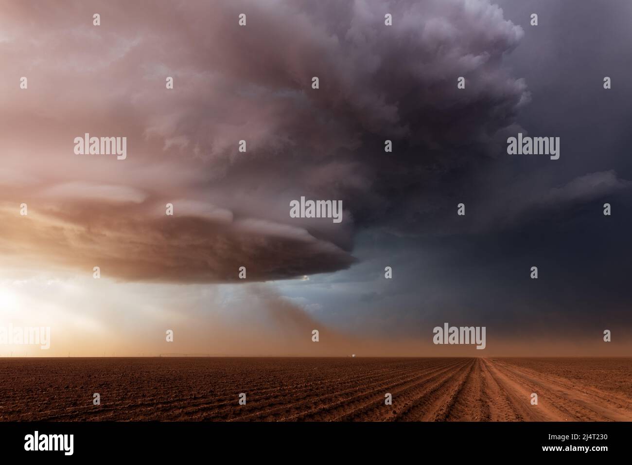 Blowing dust feeds into a supercell storm cloud over a field near Lubbock, Texas Stock Photo