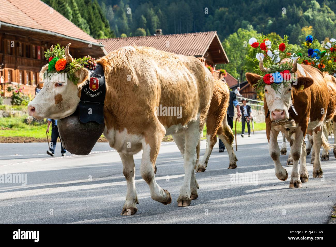 cows on the annual transhumance at Charmey near Gruyeres, Fribourg zone on the Swiss alps Stock Photo