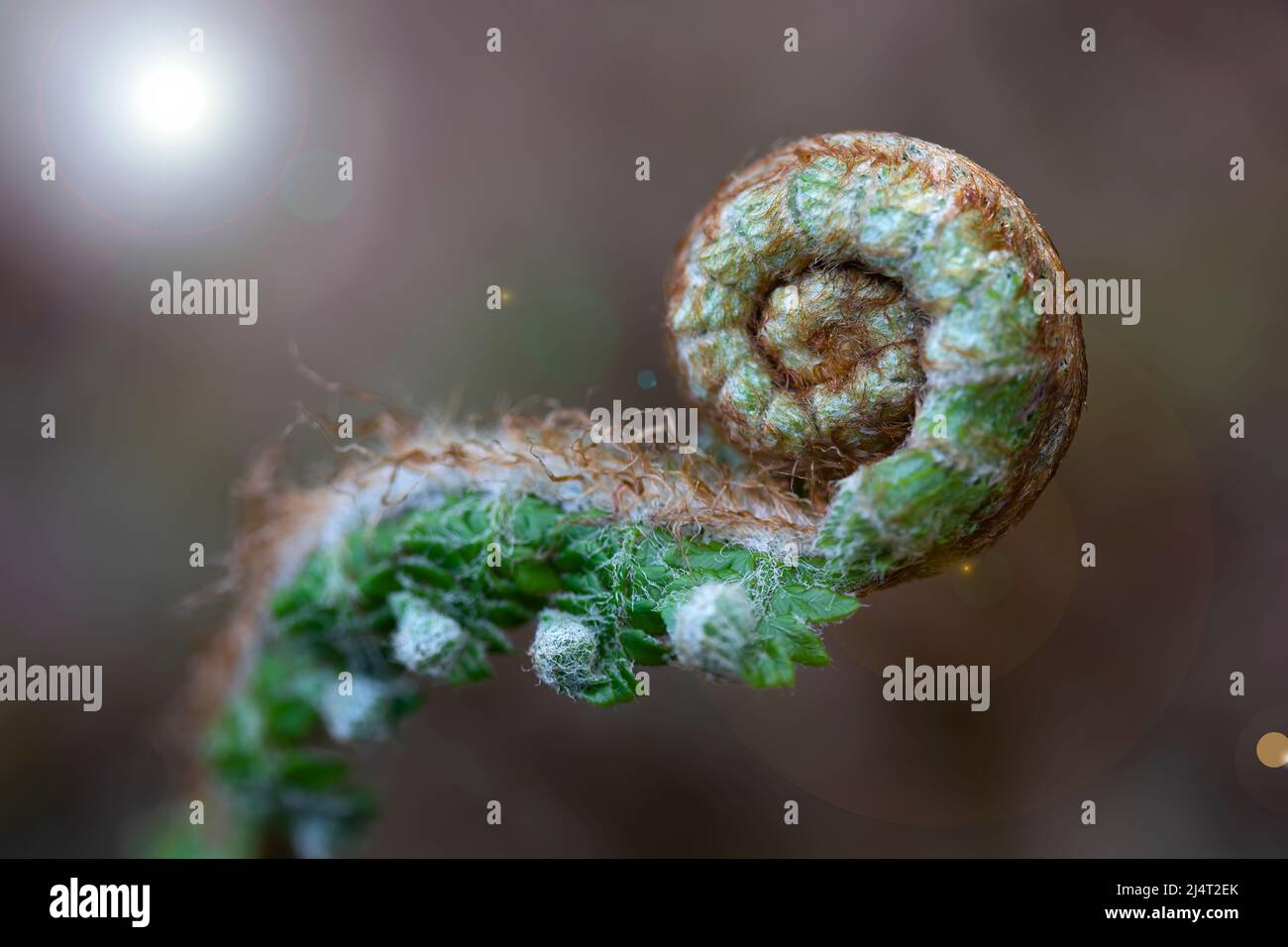 nature background with fern plant closed in spiral. details. macro photography. space for copy. swirl. Young plant Stock Photo