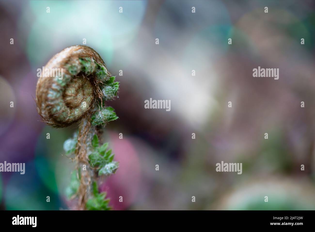 colorful background with close-up of spiral closed fern. nature. swirl. space for copy. Beautiful Stock Photo