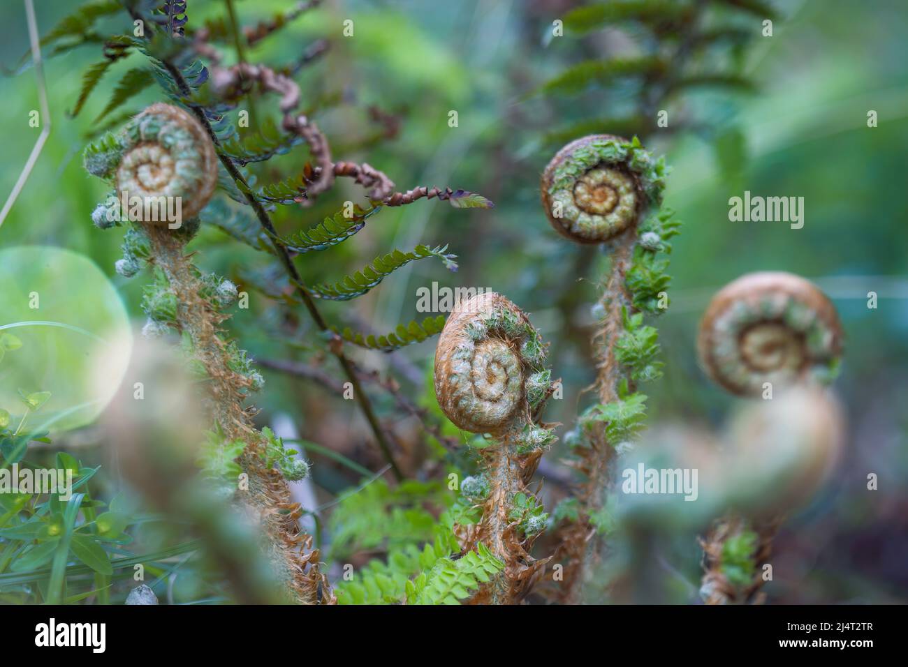 young fern plant, leafy, with its leaves still in spiral. photo with detail. macro photography. nature. close up Stock Photo