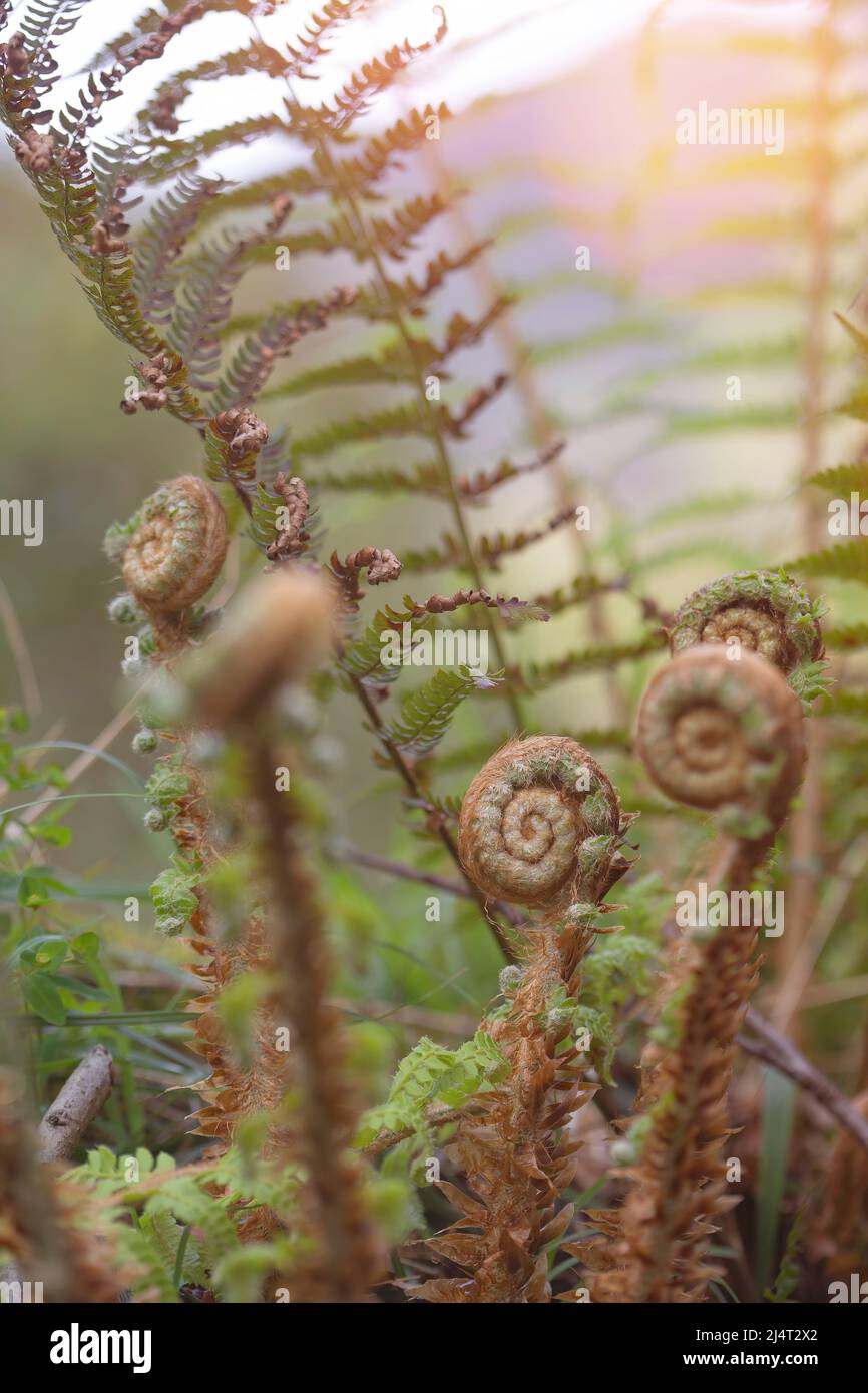 photograph of fern plant in spiral before spreading leaves. nature background with space for copy. Mature magnificent Stock Photo