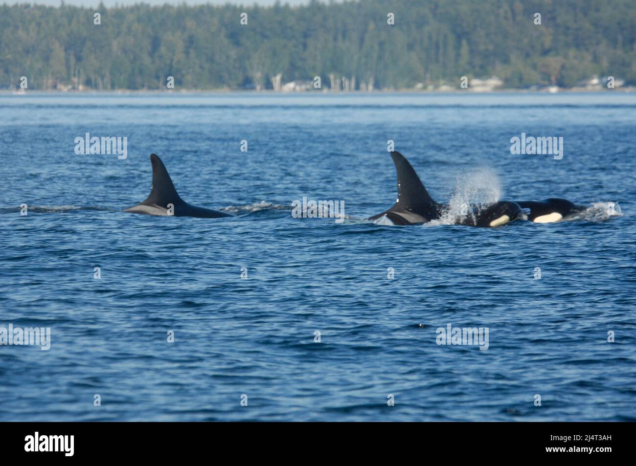 Orcas near San Juan Island, Washington state Stock Photo
