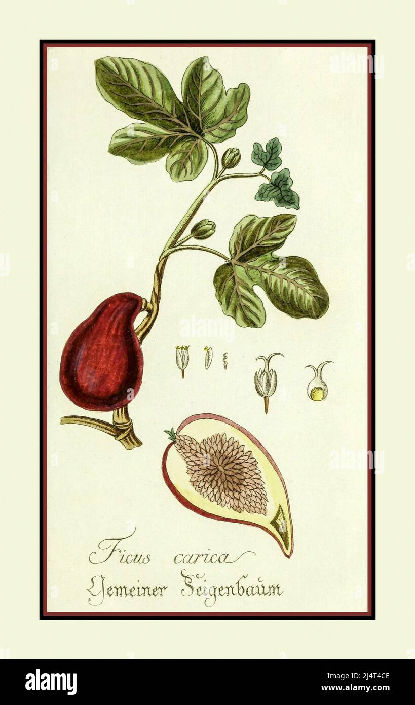 Vintage illustration lithograph of a fig 1770s Ficus Carica and shown in cut away form Stock Photo