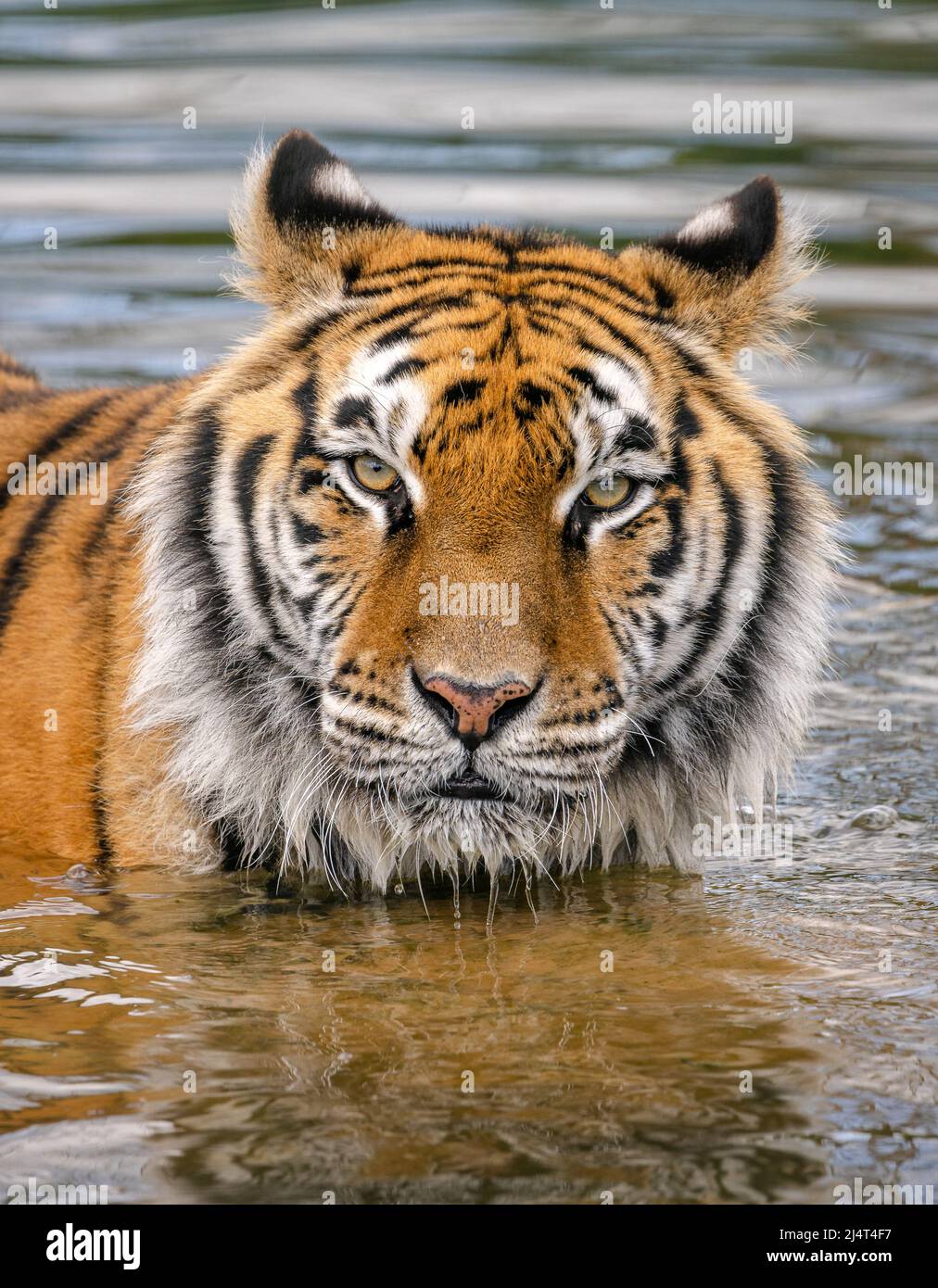 Close up portrait of Indian Tiger standing in a river with eye contact Stock Photo