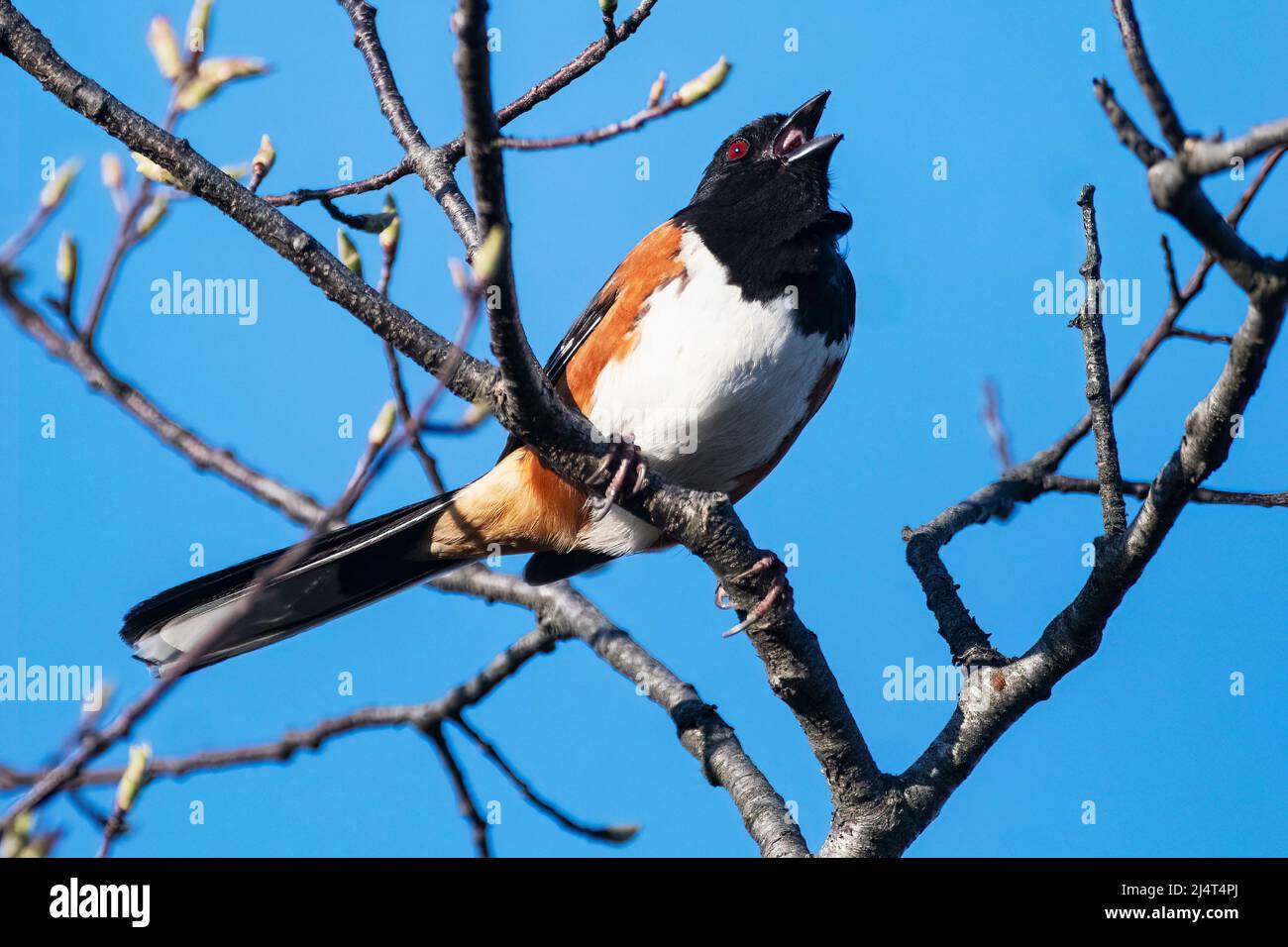 Eastern towhee singing high up in budding mid-April tree Stock Photo