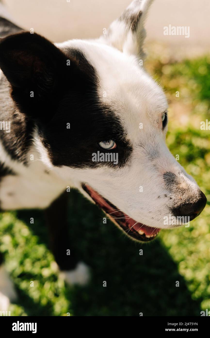 Portrait of a blue eyed black and white dog against grass Stock Photo ...