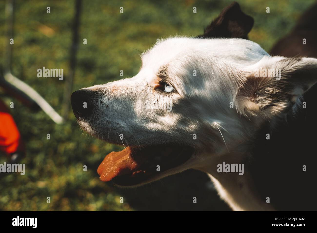 Portrait of a blue eyed black and white dog against grass Stock Photo