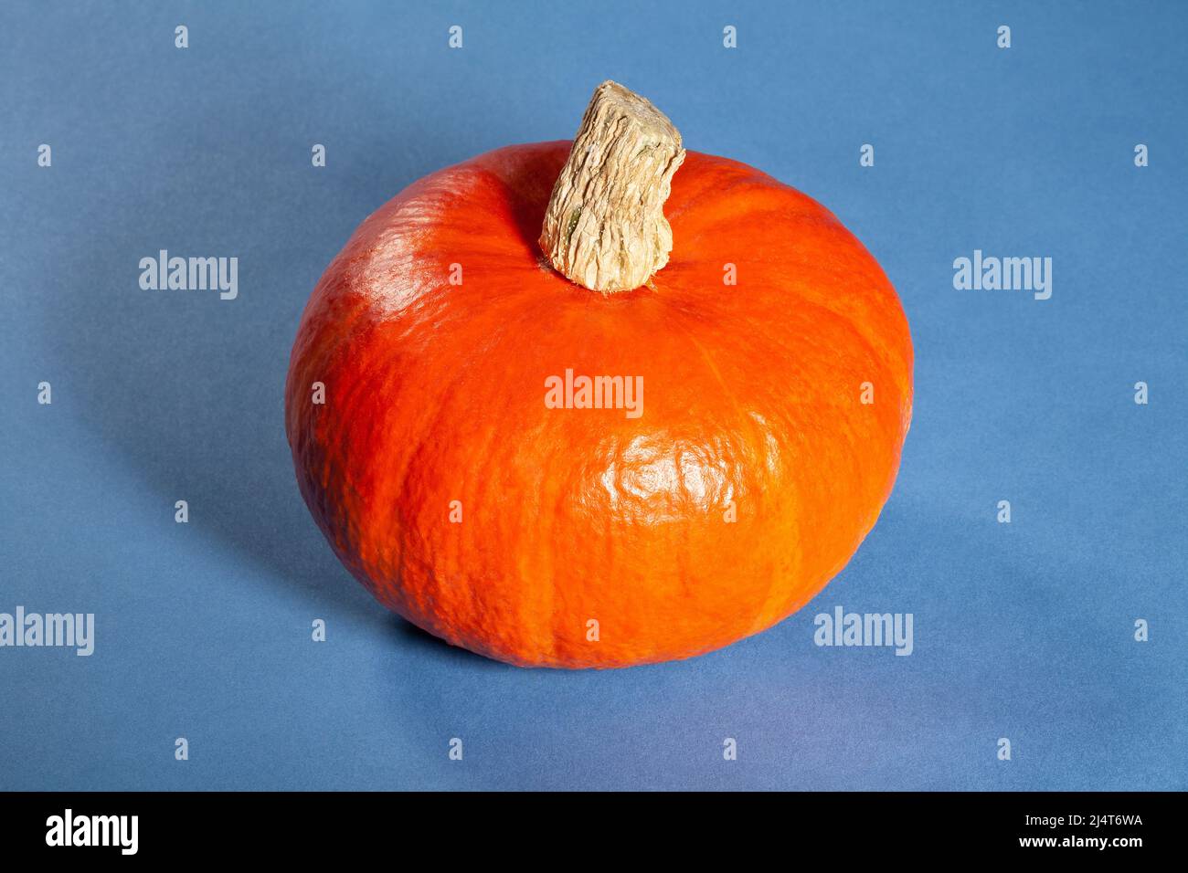 red kuri squash on blue background Stock Photo