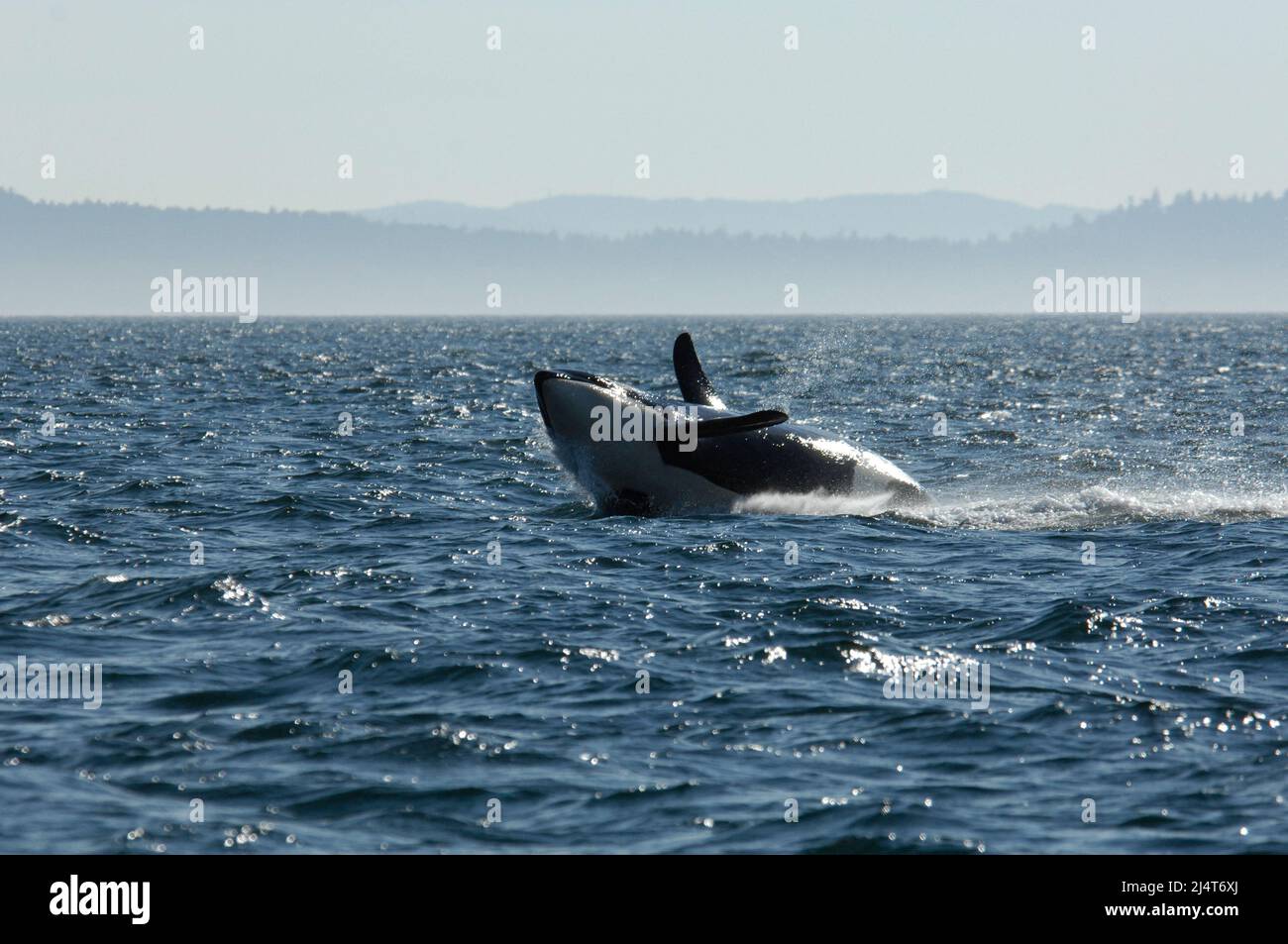 Orca breaching near San Juan Island, Washington Stock Photo