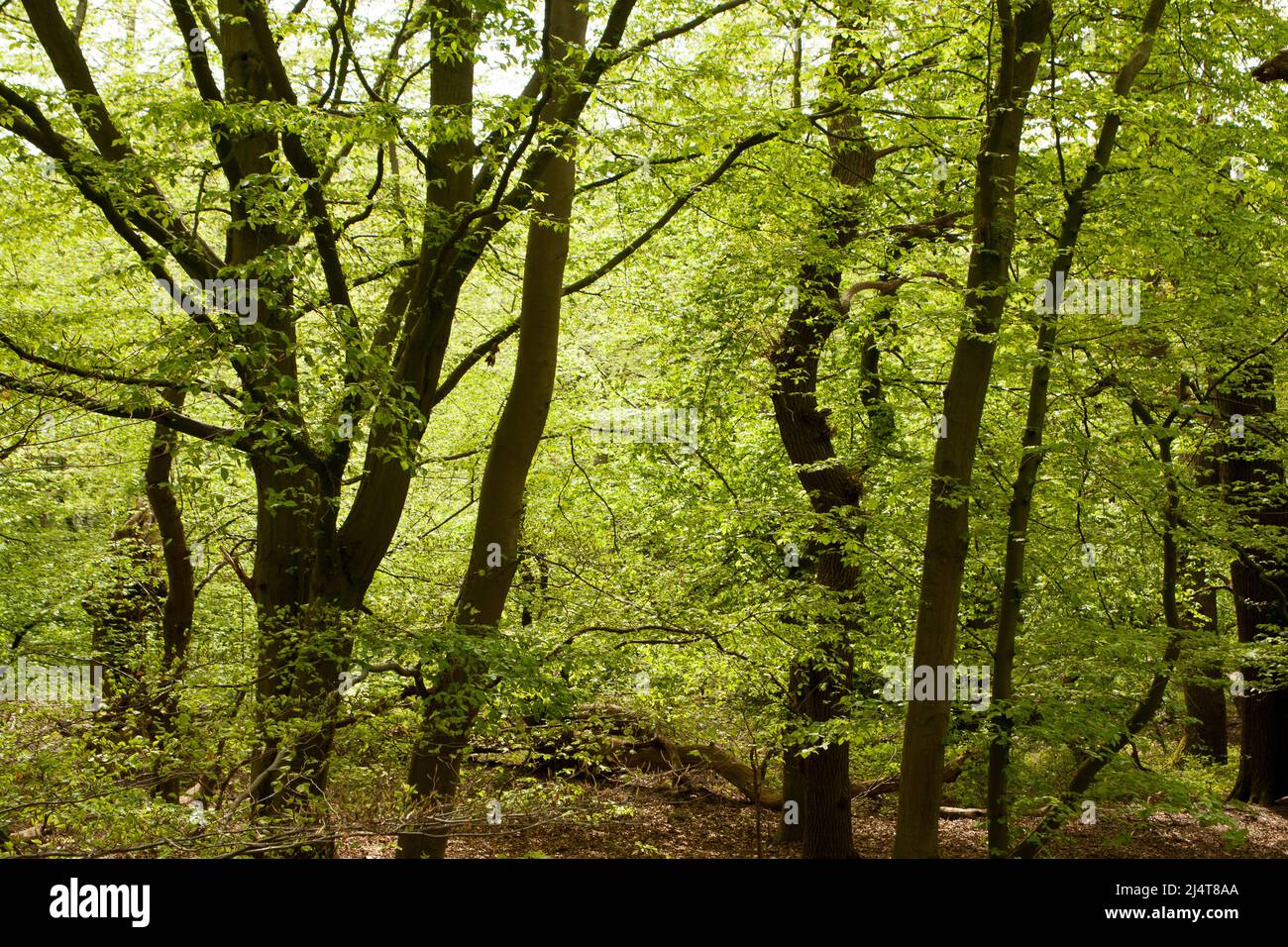 Fairmead Oak Epping Forest Essex, England UK Europe Stock Photo Alamy