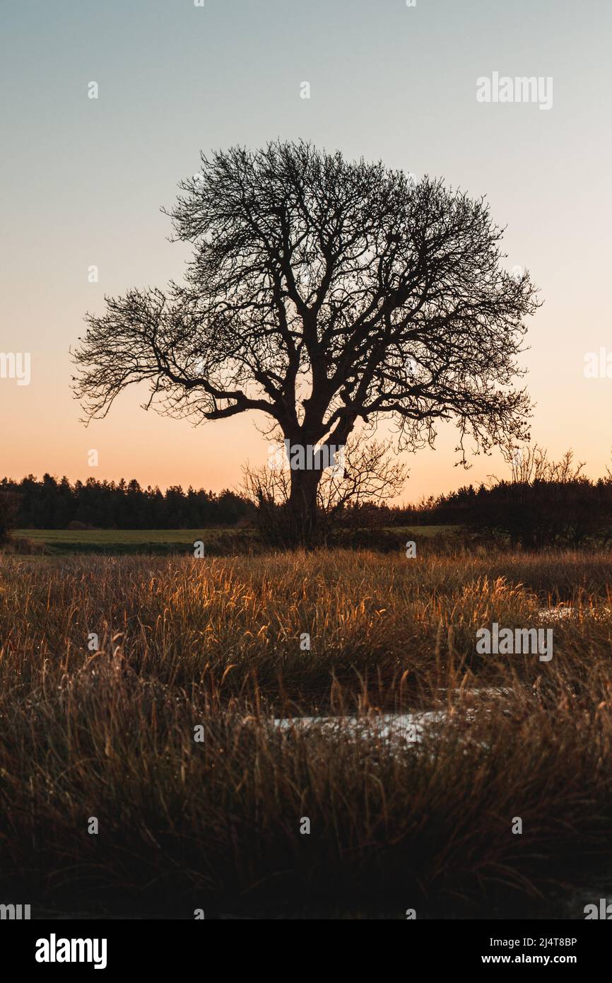 A winter sunrise with a lonely tree Stock Photo - Alamy