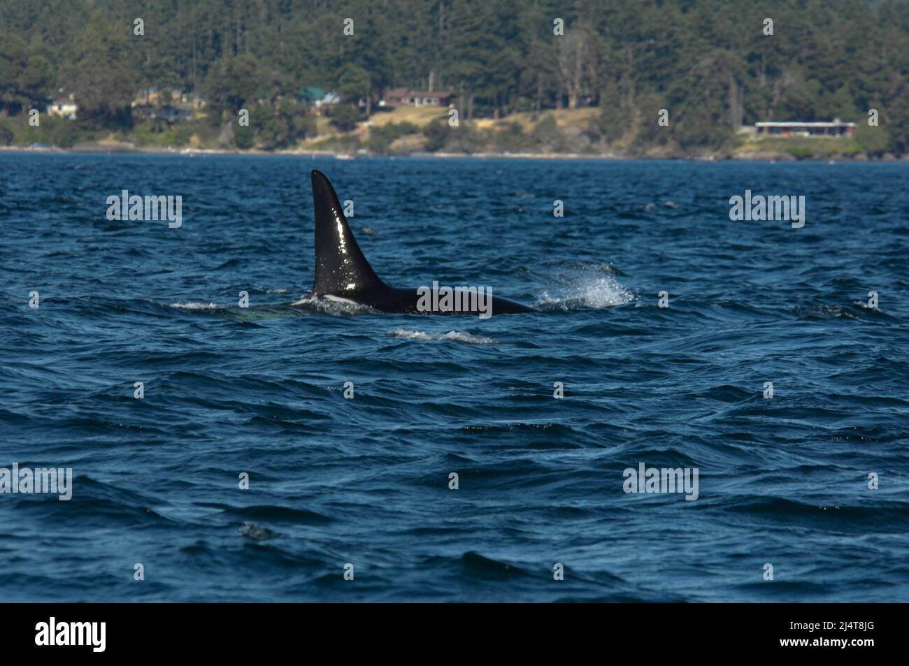 Orca near San Juan Island, Washington state Stock Photo