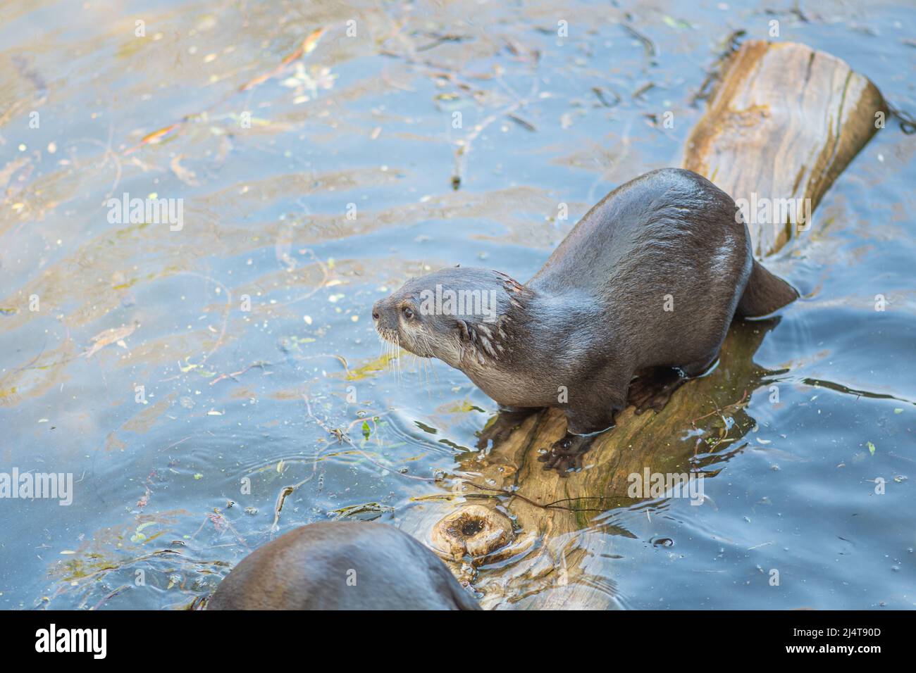 Otter on a tree branch fishing in a river, carnivorous mammals in the subfamily Lutrinae. Semiaquatic, aquatic or marine, with diets based on fish Stock Photo