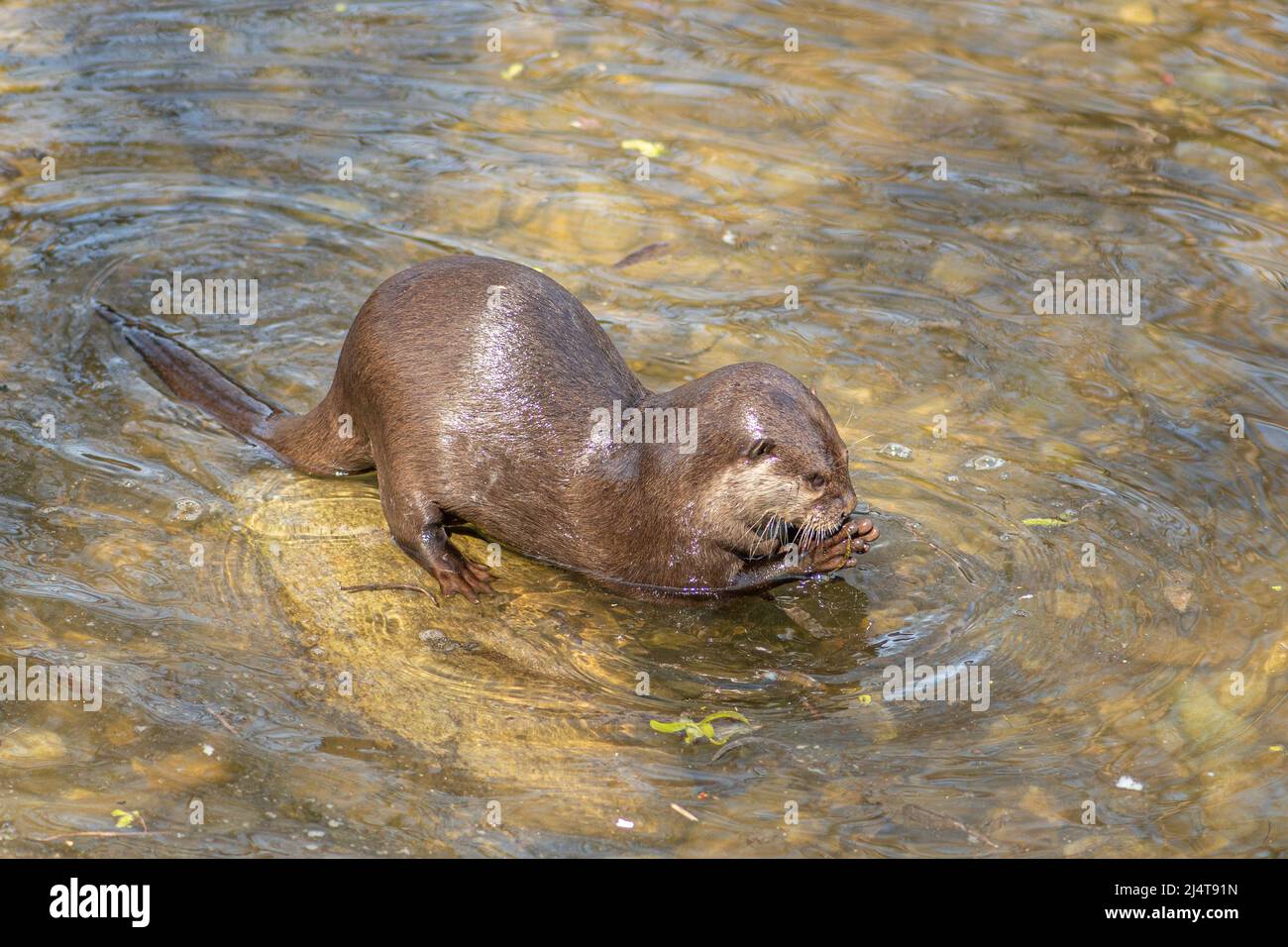 Otter in the water, carnivorous mammals in the subfamily Lutrinae. Semiaquatic, aquatic or marine, with diets based on fish and invertebrates, closeup Stock Photo