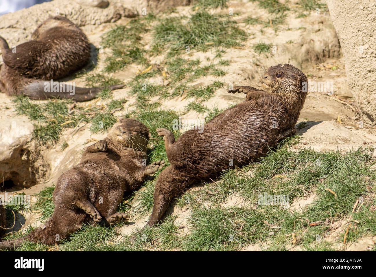 Otters playing in the sun after bath, carnivorous mammals in the subfamily Lutrinae. Semiaquatic, aquatic or marine, with diets based on fish Stock Photo