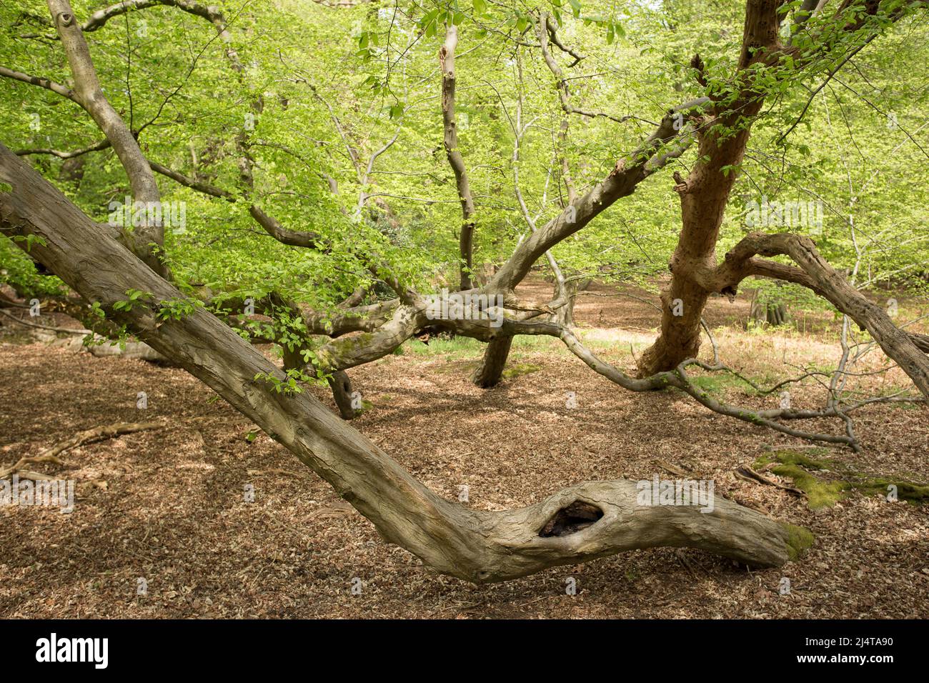 Fairmead Oak Epping Forest Essex, England UK Europe Stock Photo Alamy