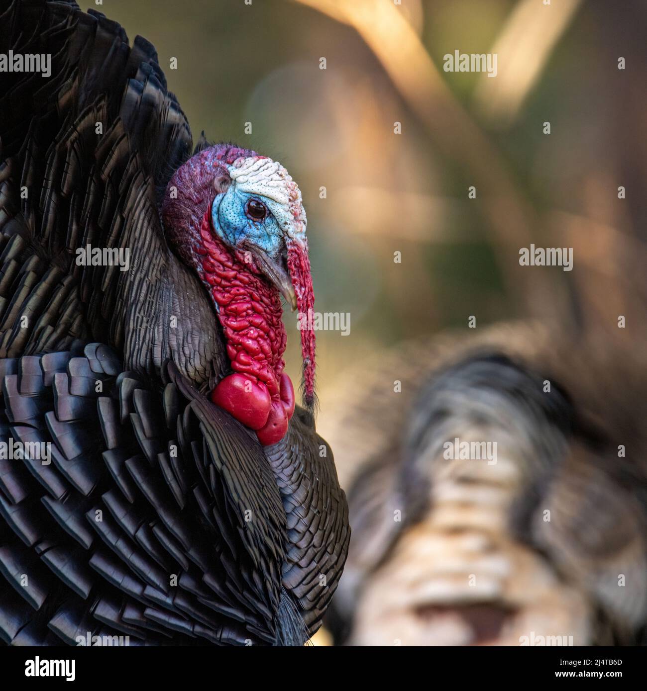 Turkey in strut hires stock photography and images Alamy