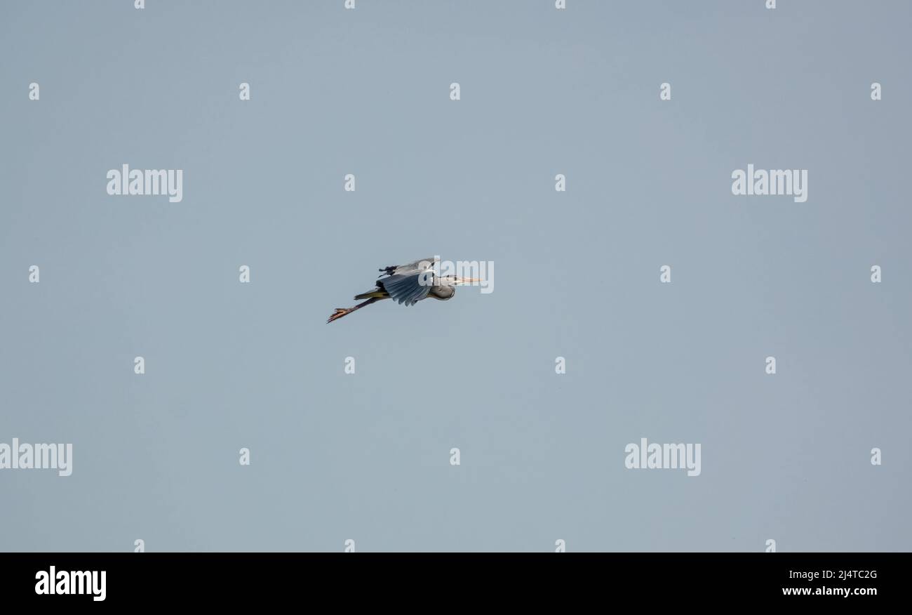 a heron (ardeidae) in flight Stock Photo