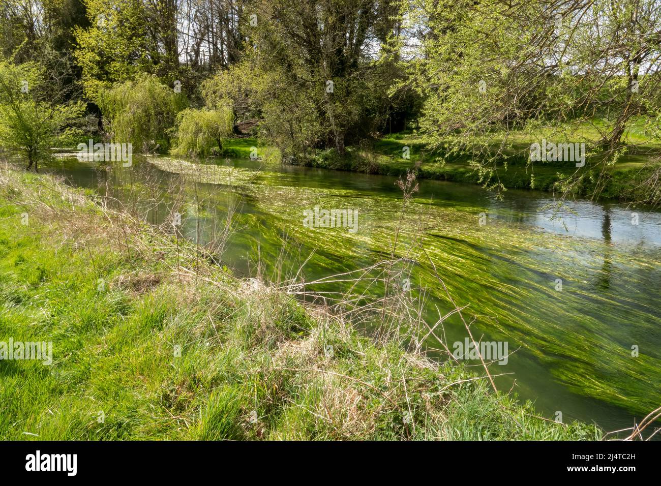 Wiltshire Rivers a scenic view of the river avon in Wiltshire in vibrant Spring, flowing ...