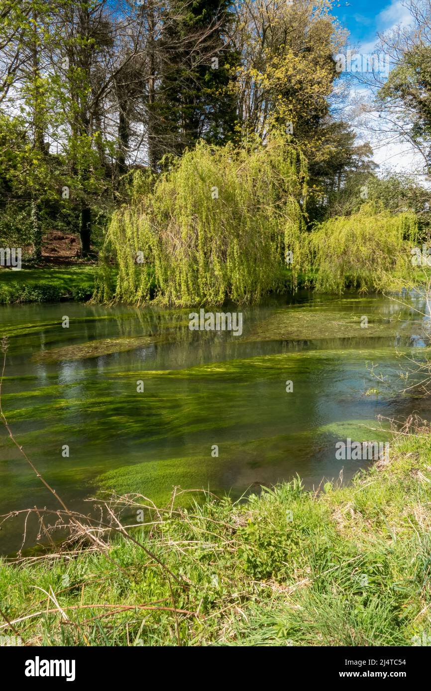 Wiltshire Rivers a scenic view of the river avon in Wiltshire in vibrant Spring, flowing ...