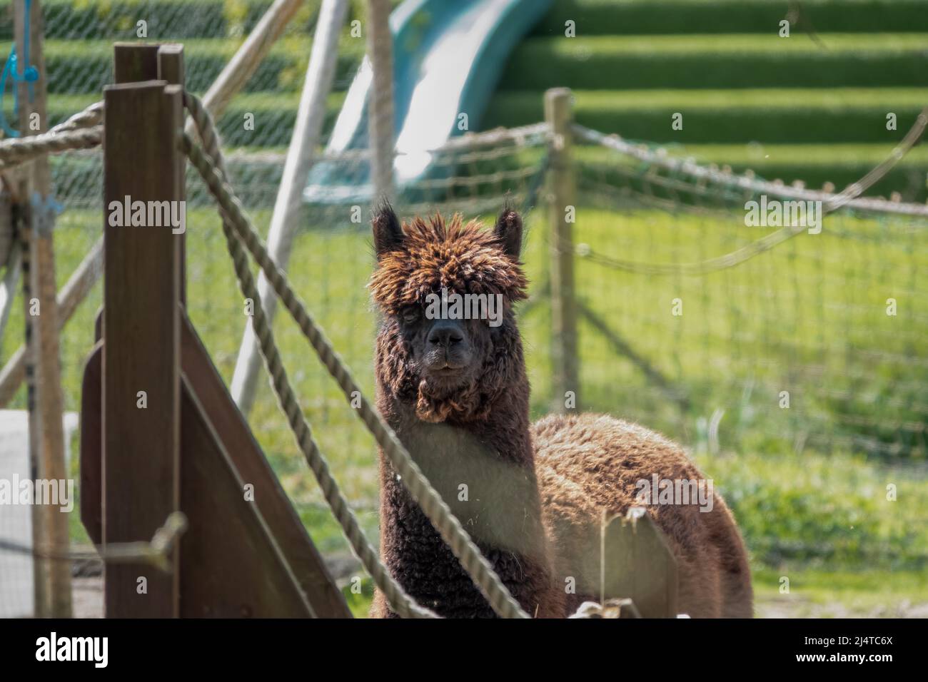 Alpaca goat hi-res stock photography and images - Alamy