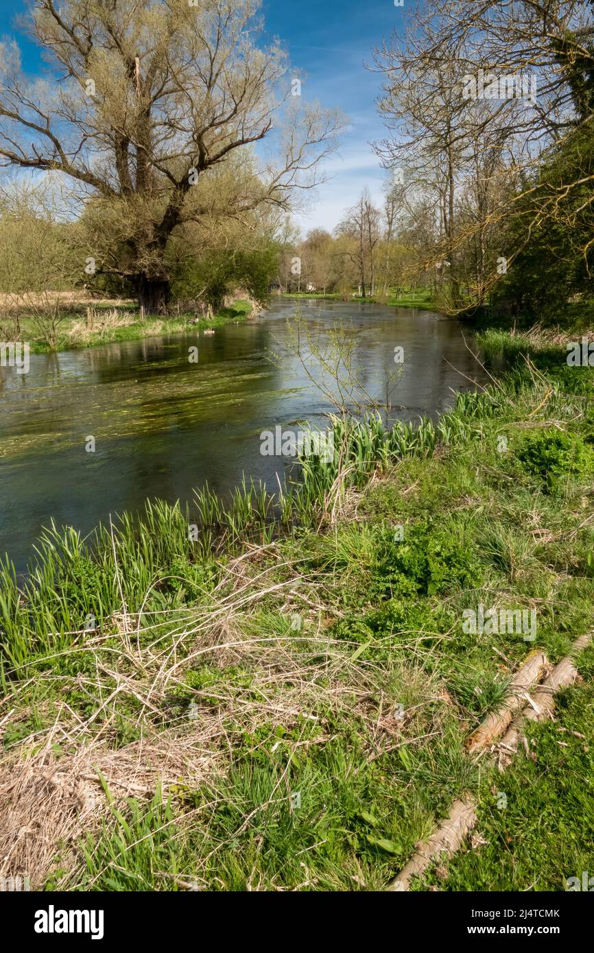 Wiltshire Rivers a scenic view of the river avon in Wiltshire in vibrant Spring Stock ...