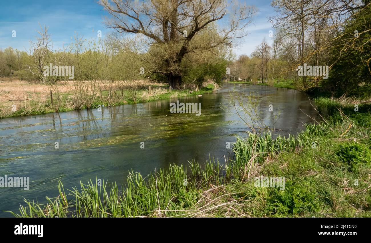 Wiltshire Rivers a scenic view of the river avon in Wiltshire in vibrant Spring Stock ...