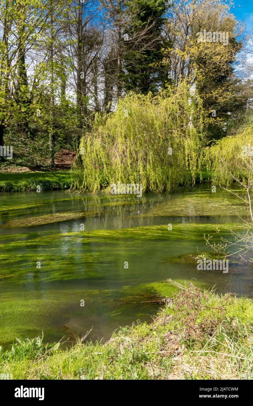 Wiltshire Rivers a scenic view of the river avon in Wiltshire in vibrant Spring, flowing ...