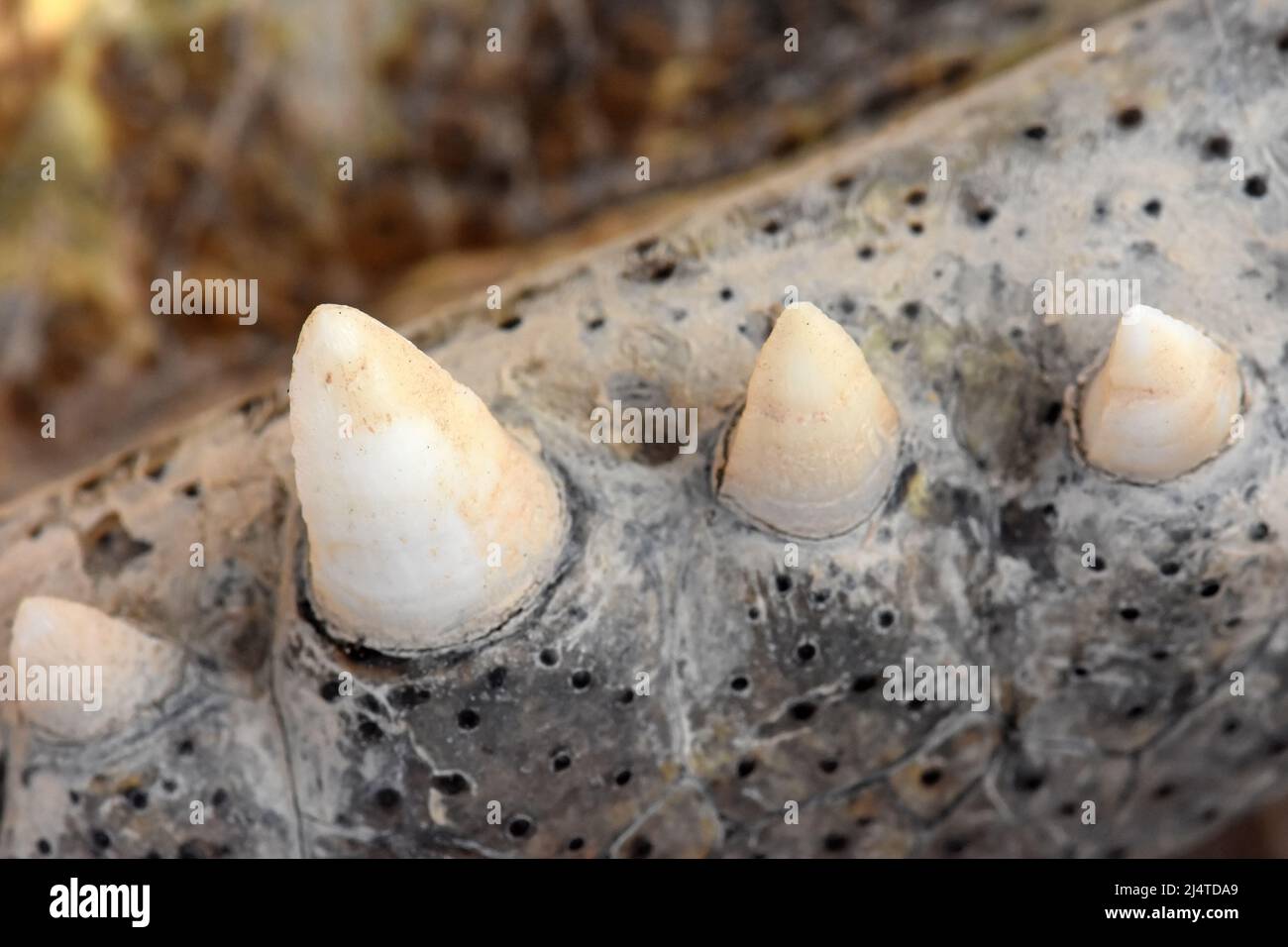 Alligator teeth - closeup Stock Photo