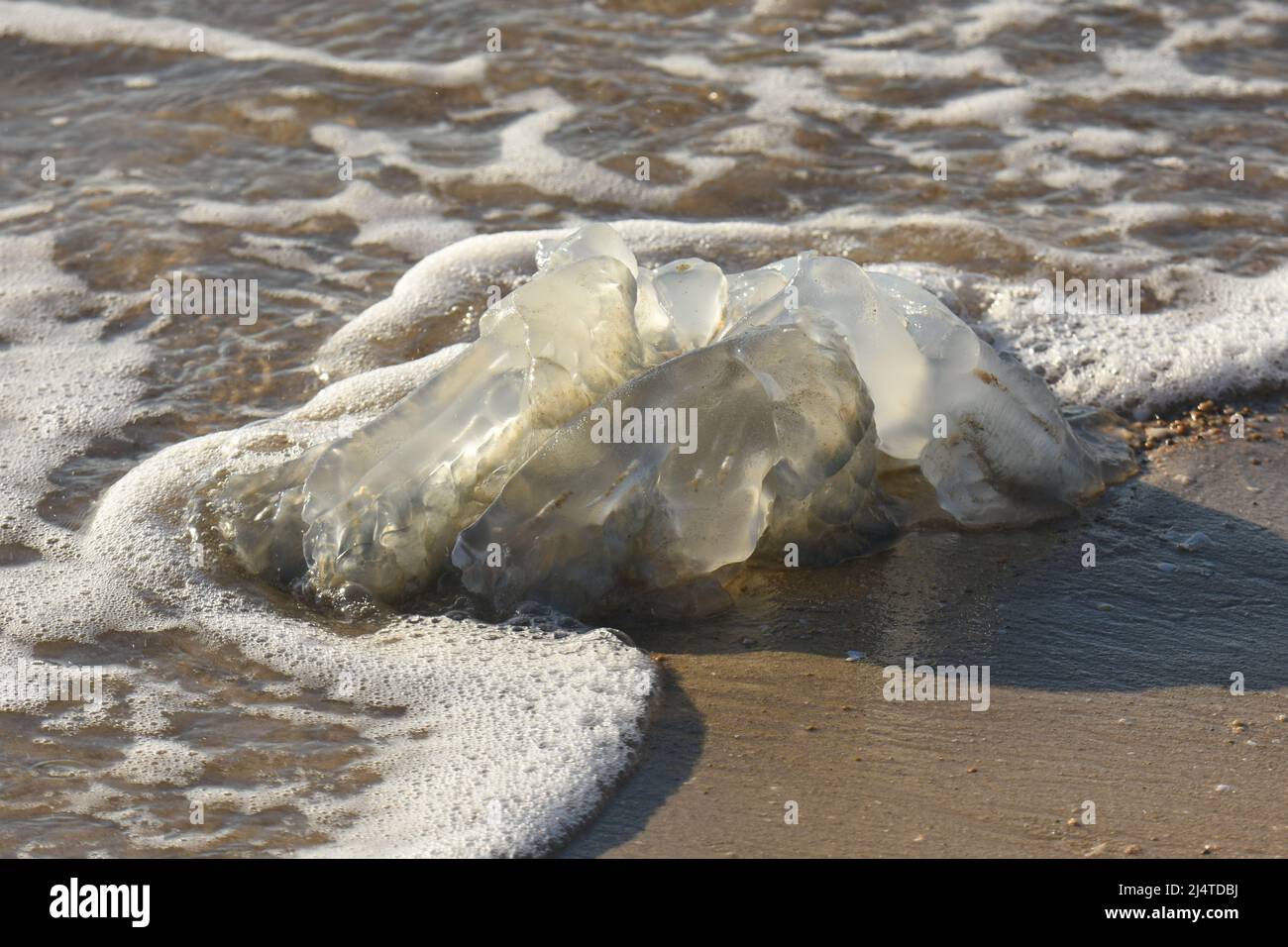 large jellyfish stranded on the seashore Stock Photo