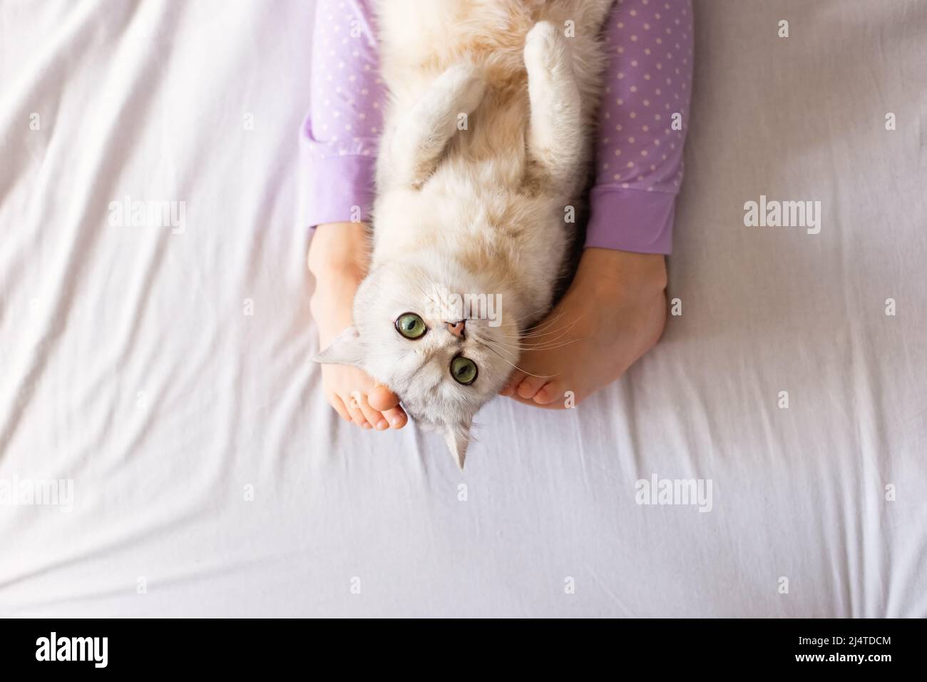 Cute white British cat, resting at home on the bed, between barefoot childrens feet in purple pajamas. Stock Photo