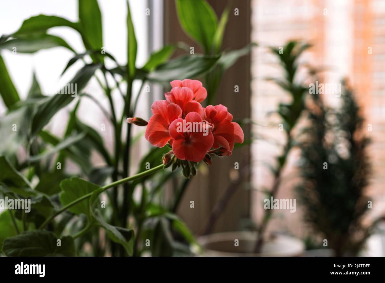 Pink red geranium pelargonium flower potted house plant blooming on window sill on city background Stock Photo