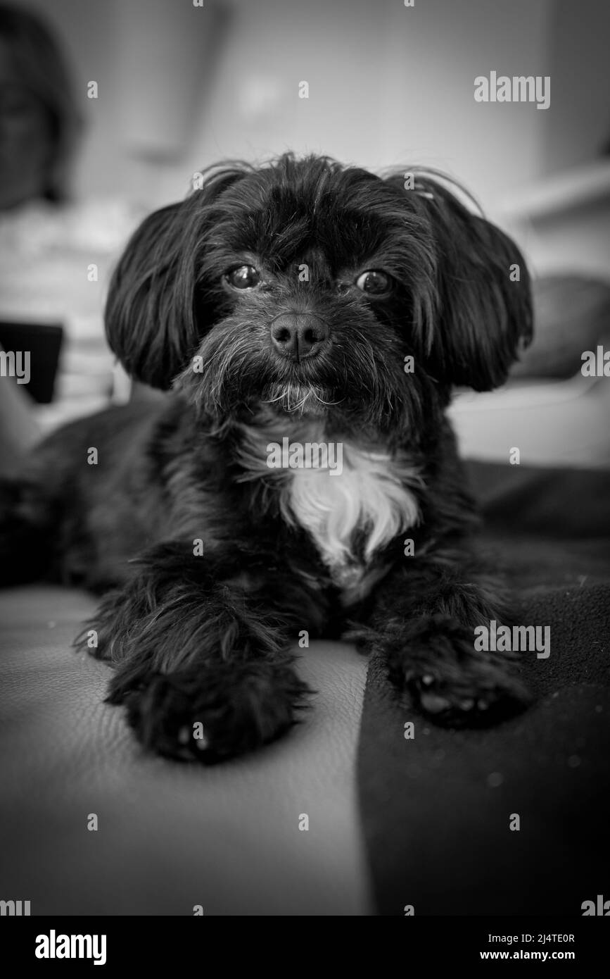 a portrait of a cute little bolonka dog looking at the camera Stock Photo