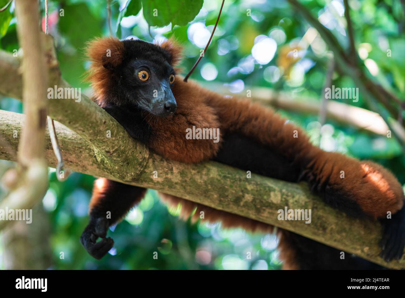 Brown lemur lying on a bench in forest Stock Photo