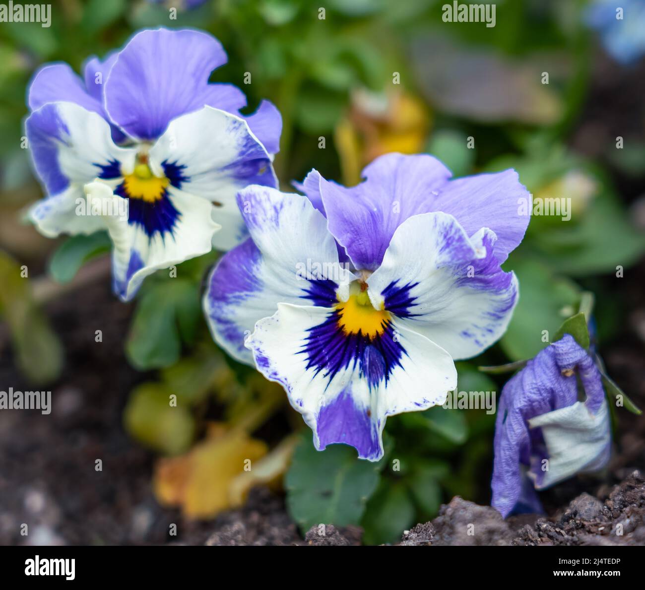 close up of a beautiful spring flowering whiote and mauve Pansies (Viola tricolor var. hortensis) Stock Photo