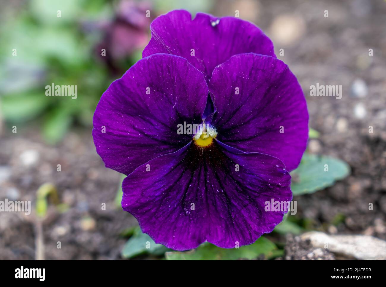 close up of a beautiful spring flowering purple Pansies (Viola tricolor var. hortensis) Stock Photo