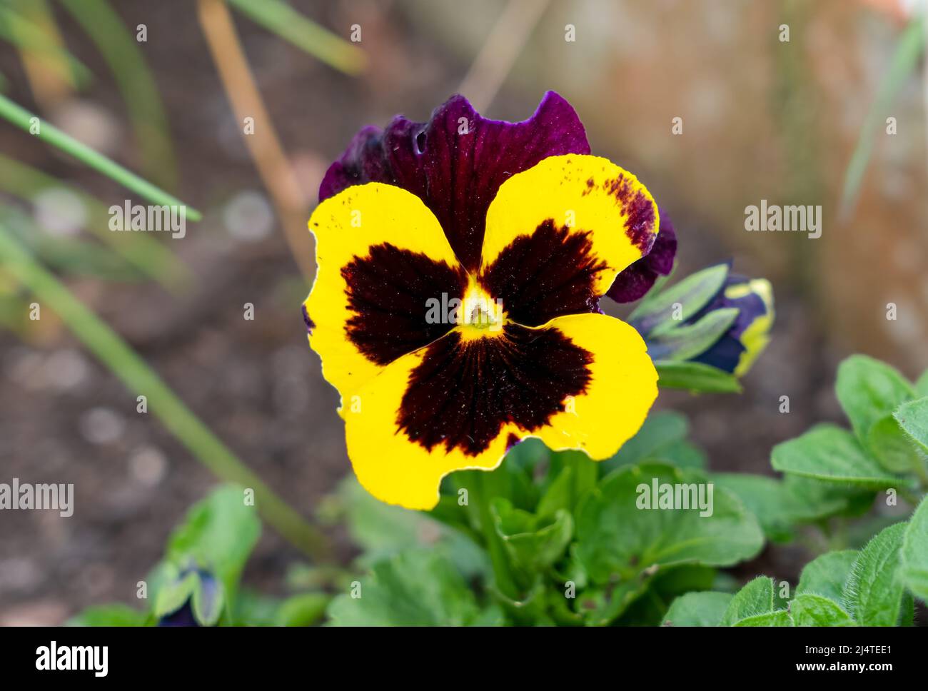 close up of a beautiful spring flowering yellow Pansies (Viola tricolor var. hortensis) Stock Photo