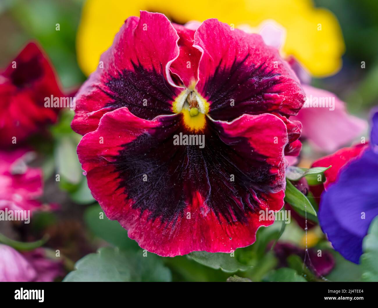 close up of a beautiful spring flowering pink red Pansies (Viola tricolor var. hortensis) Stock Photo