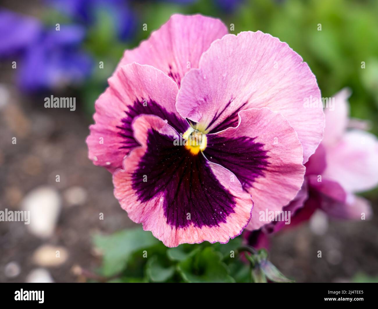 close up of a beautiful spring flowering pink Pansies (Viola tricolor var. hortensis) Stock Photo